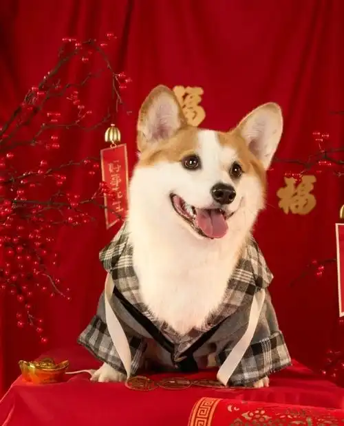 狗狗美容前后差距有多大