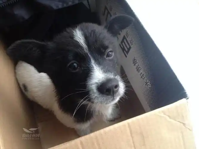 家门口捡到一只黑白小狗,要的带走,免费