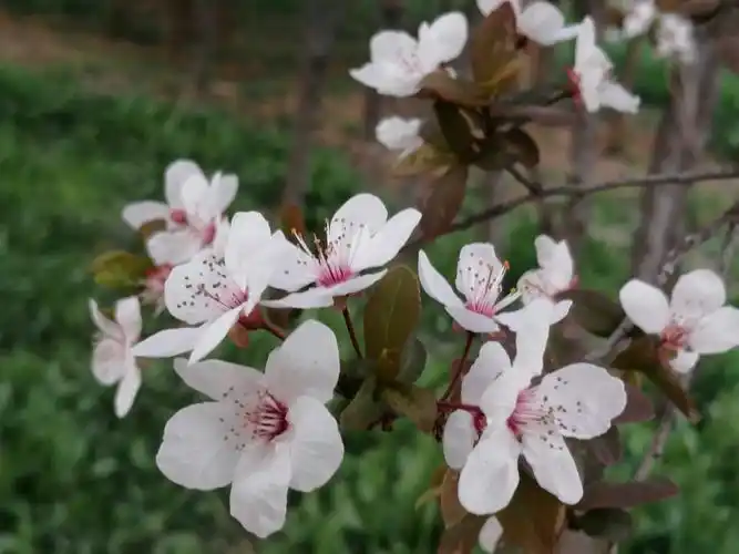 云水 读着春光,守着情长 听一树花开 看着众花娉婷 在光阴里修行 花季