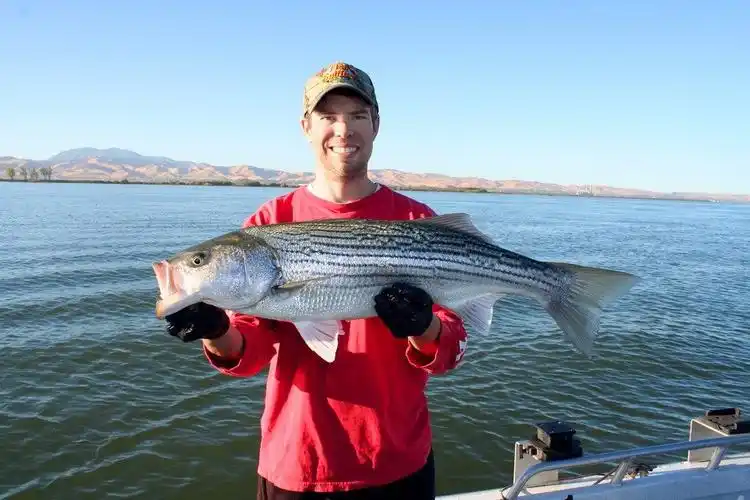 wide open west delta striper & sturgeon action
