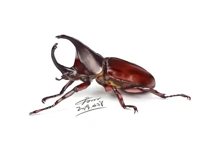 7月写实昆虫练习