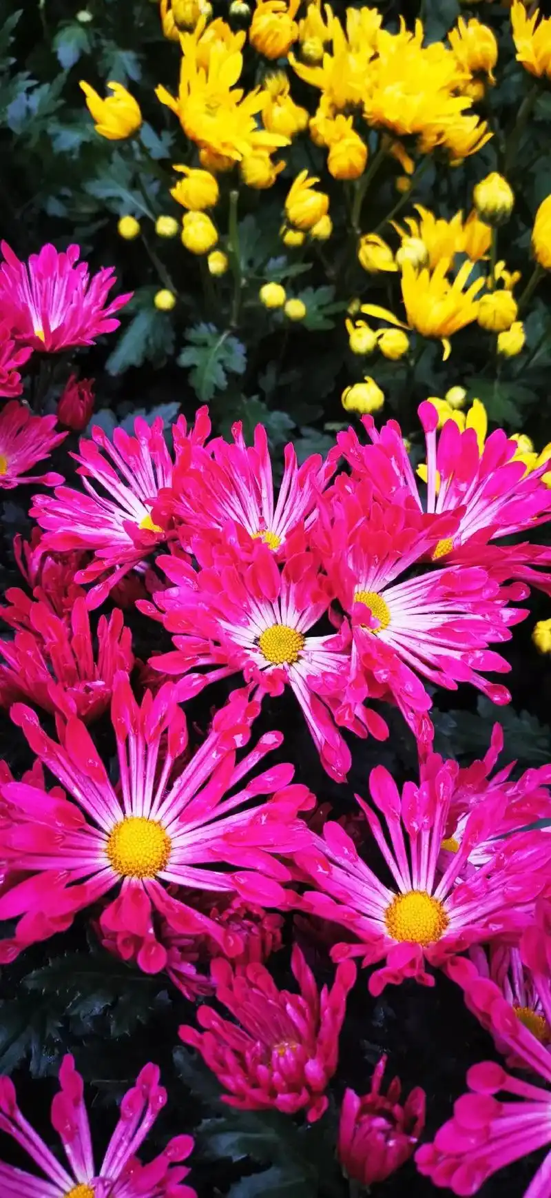 菊花寓意新年万事大吉