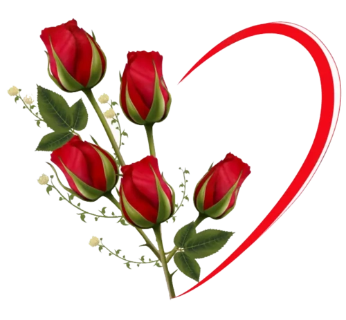 玫瑰花爱心图片大全