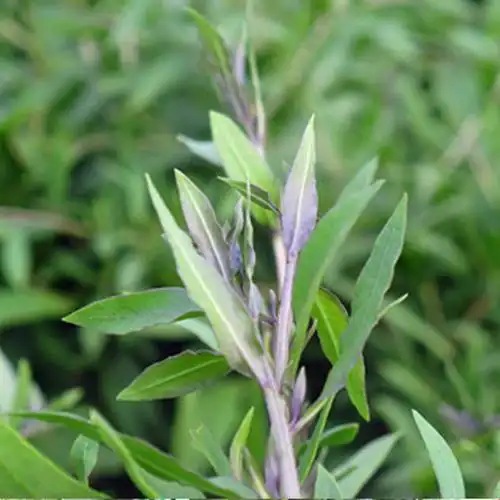 300g枸杞芽山野菜 新鲜蔬菜 农家土特产 枸杞头嫩叶嫩梢 5袋包邮