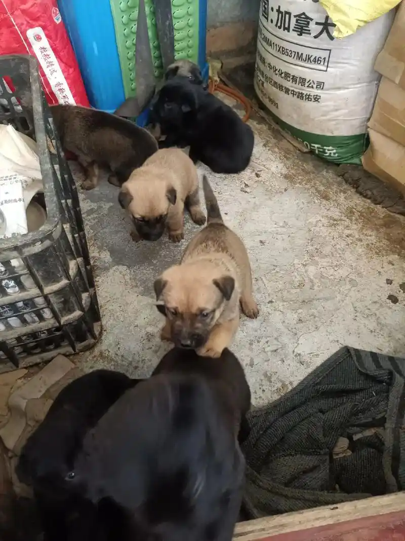 一代杂交马犬 - 抖音