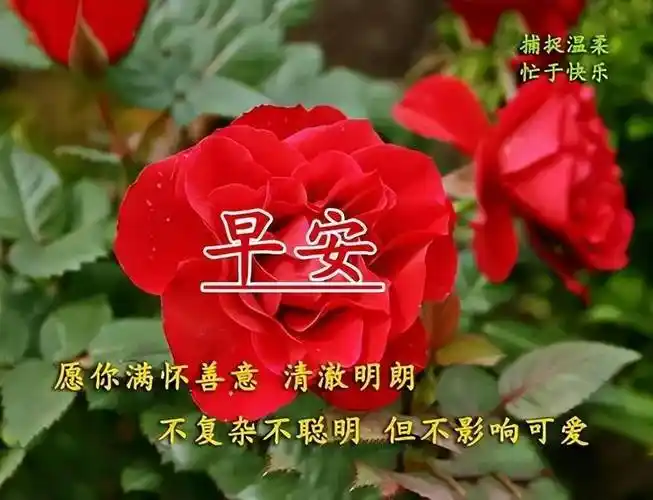 夏日最新早安图片大全甄选,连连的问候,浓浓的思念_朋友_人生_车再