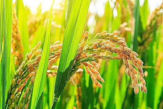 秋天,成熟,水稻,农作物,粮食