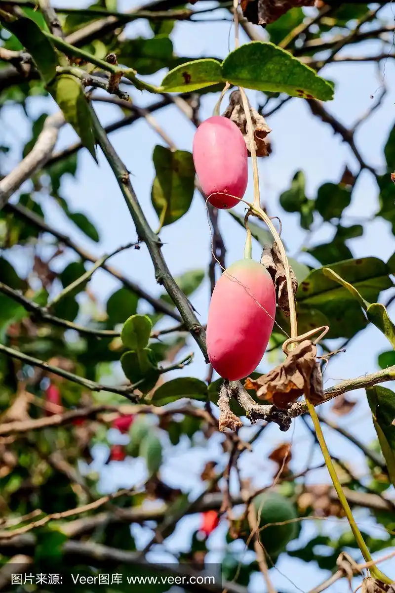 红葫芦果在花园里的树上.
