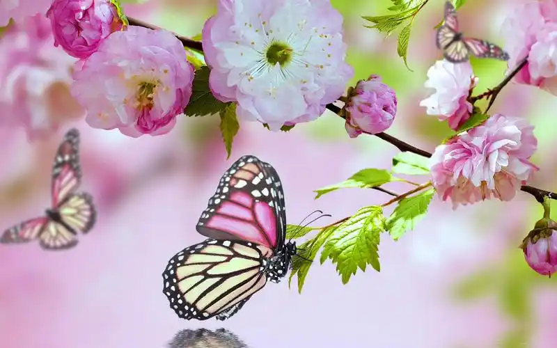唯美梦幻的蝴蝶图片桌面壁纸-动物壁纸 - 壁纸家