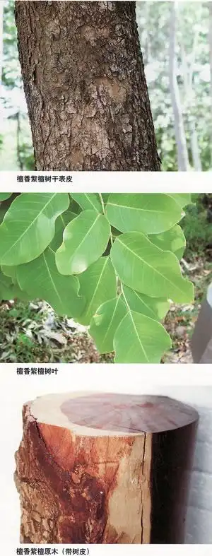 檀香紫檀树干表皮 檀香紫檀树叶 檀香紫檀原木