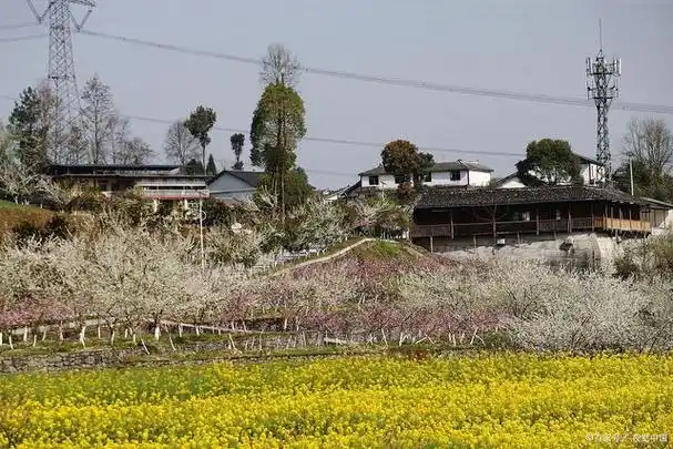 青白江:"借问酒家何处有,牧童遥指杏花村"