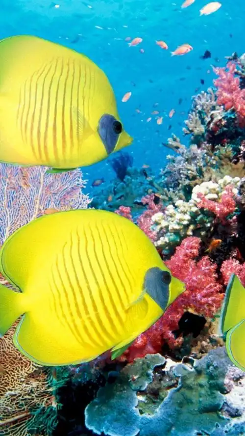 热带鱼和珊瑚的海底世界