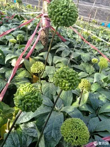 新鲜三七5至6个一斤的