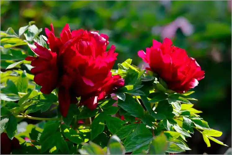 花开富贵---2017上海植物园牡丹