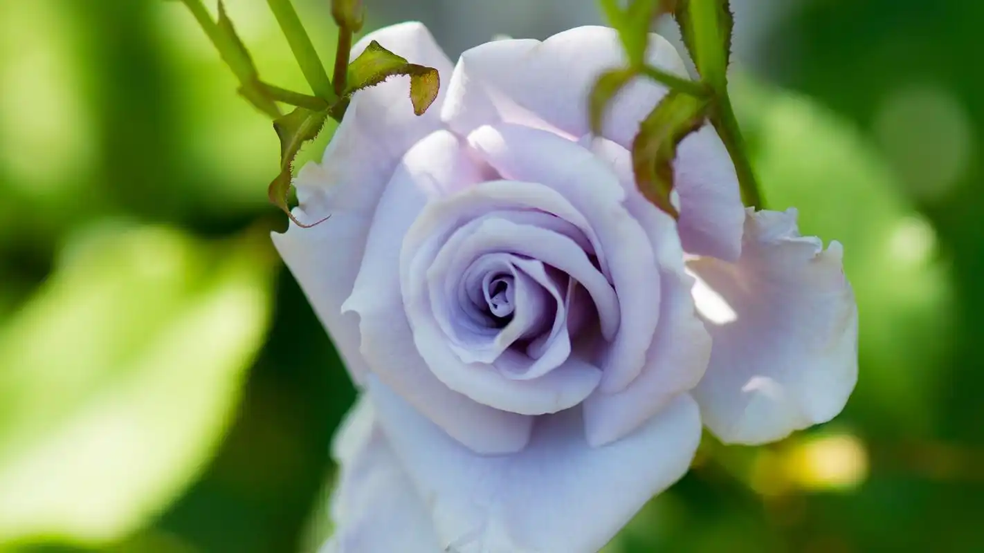 两朵花儿小清新高清桌面壁纸