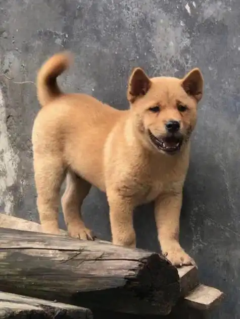 中华田园犬是我们本土的狗狗,但是因为许多外来犬种的进入,导致纯种的