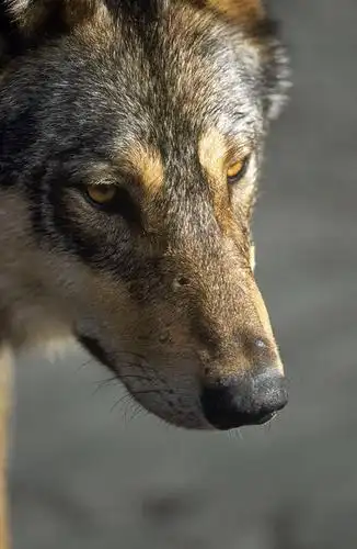 胡须,无人,竖图,俯视,室外,特写,白天,美景,狼,野生动物,加拿大,阴影