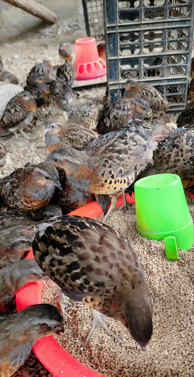 竹鸡长大了,4个月左右,带合法证件发货#竹鸡 #竹鸡养殖 # - 抖音