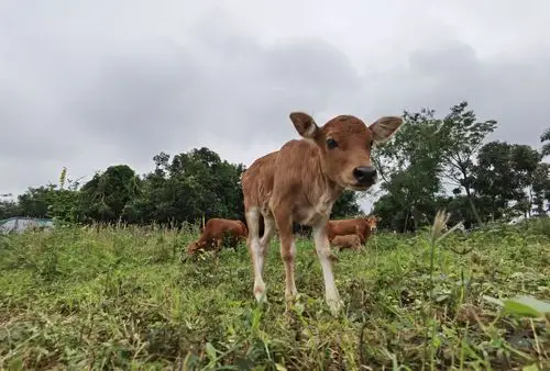 好奇的小牛 - 花粉随手拍萌宠 花粉俱乐部