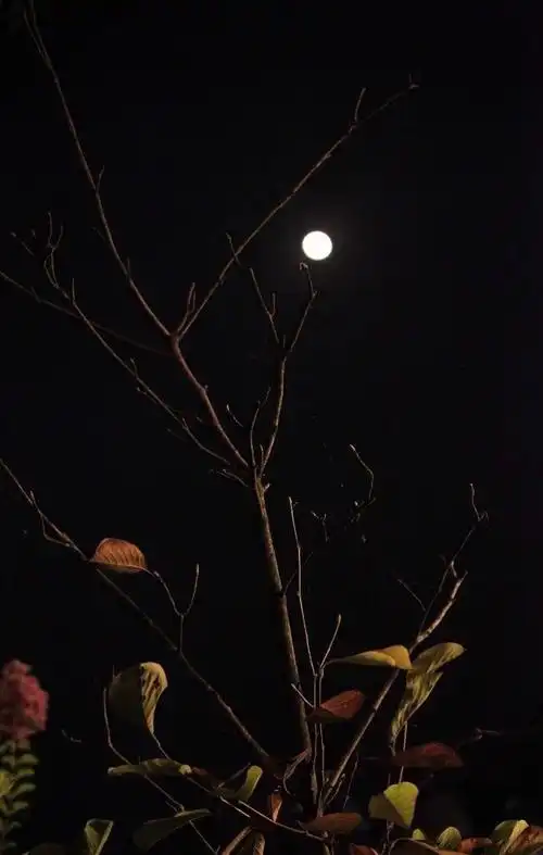 十五的月亮照在家乡