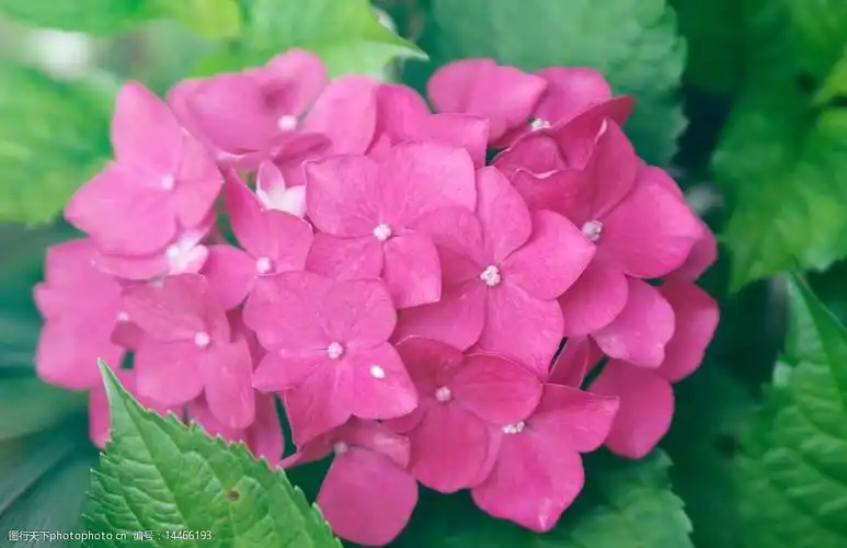 粉色的绣球花图片