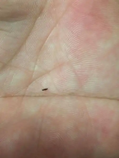 新买的床～新被单～但老是发现有这类小小的黑色虫子,是什么虫?