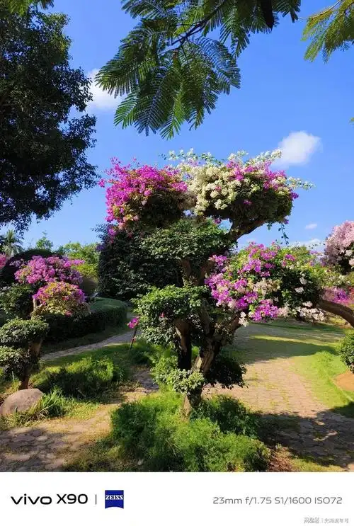 西双版纳的人间仙境,美丽动人的时光,在热带花卉园绚丽地绽放|花海|热