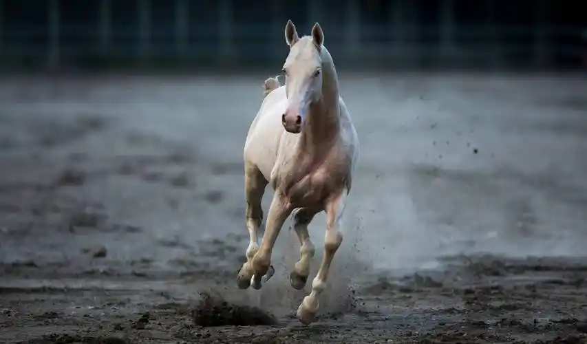 传闻中的汗血宝马原来长这样_新疆