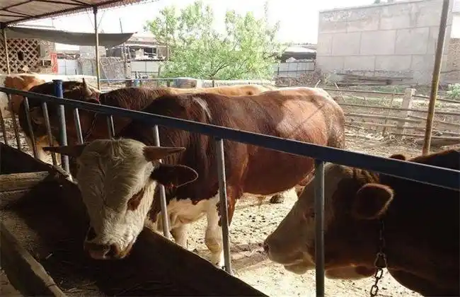 牛的饲喂时间及方法 - 养牛技术 - 黔农网