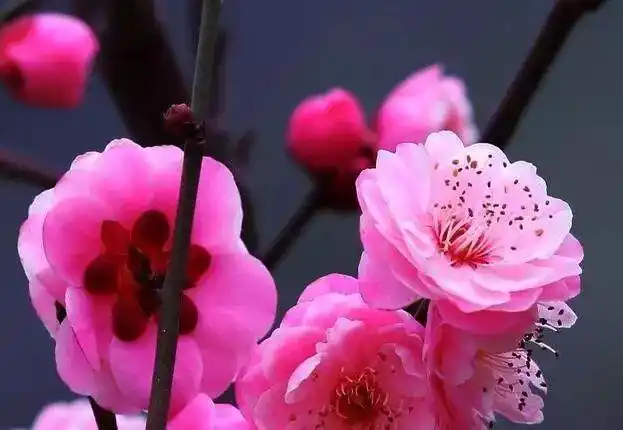 常见梅花颜色有哪些?