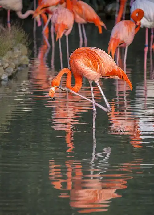 上海野生动物园再拍火烈鸟