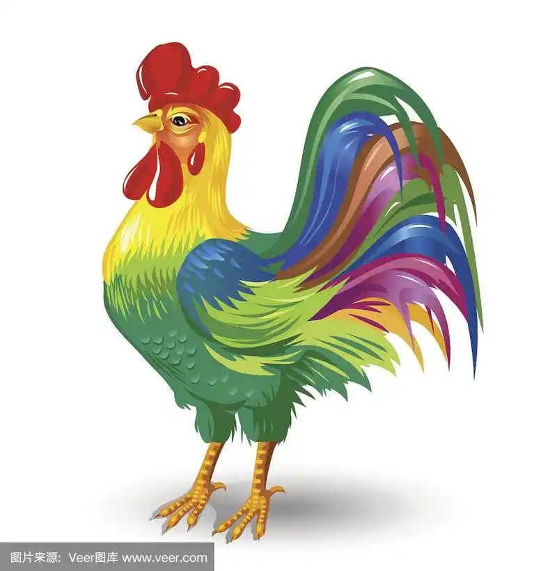 白色背景中的彩色公鸡.矢量插图.