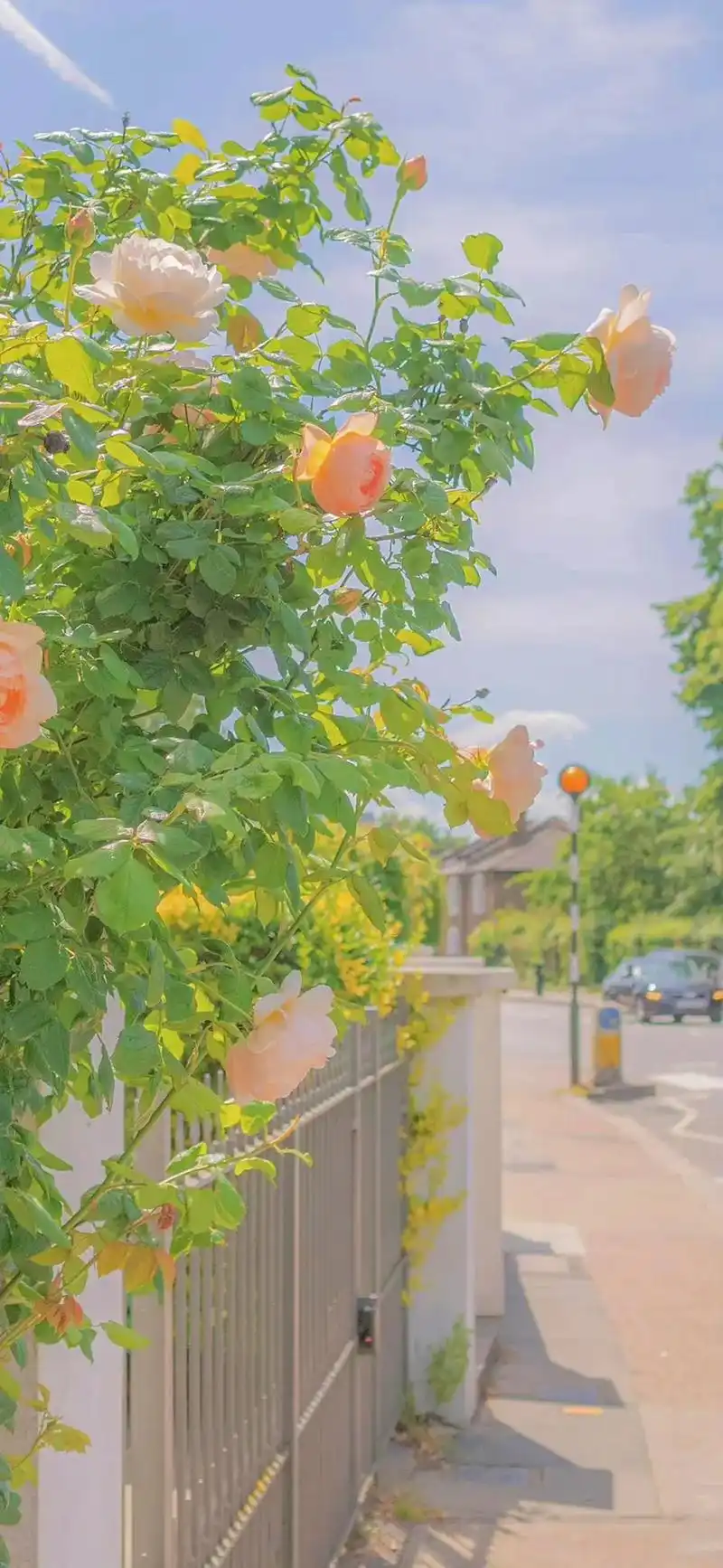 让人心情愉悦地照片#在枯燥的生活中发现美 - 抖音