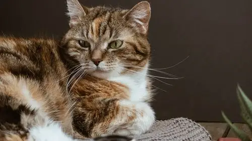 3840x2160体积:2mb上传时间:2022-03-07壁纸标签:壁纸封面图猫 pet