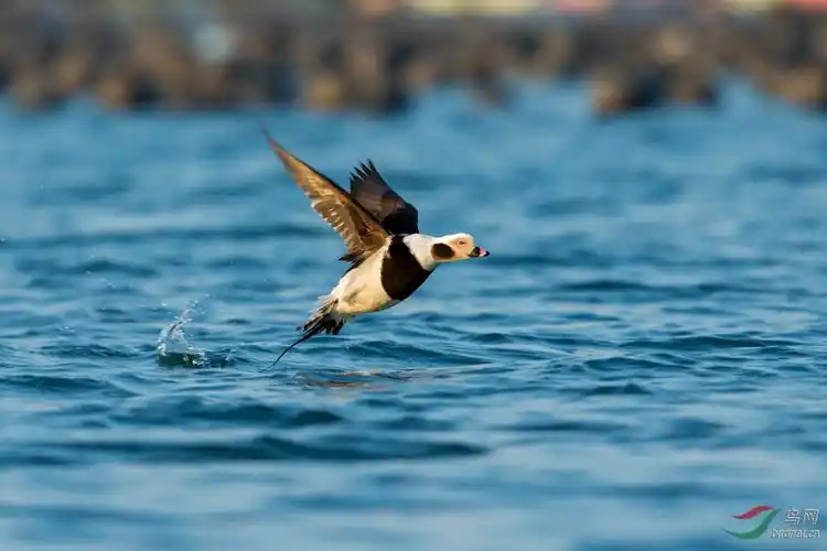 长尾鸭起飞