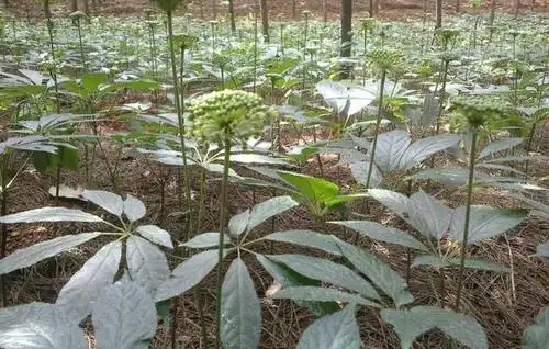 三七被称为参中之王,赶紧种植起来吧!
