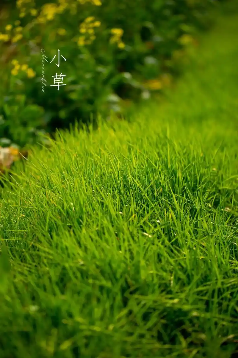 春天是什么?就是治愈你心灵的小草.#春日图文计划 #图文伙伴 - 抖音