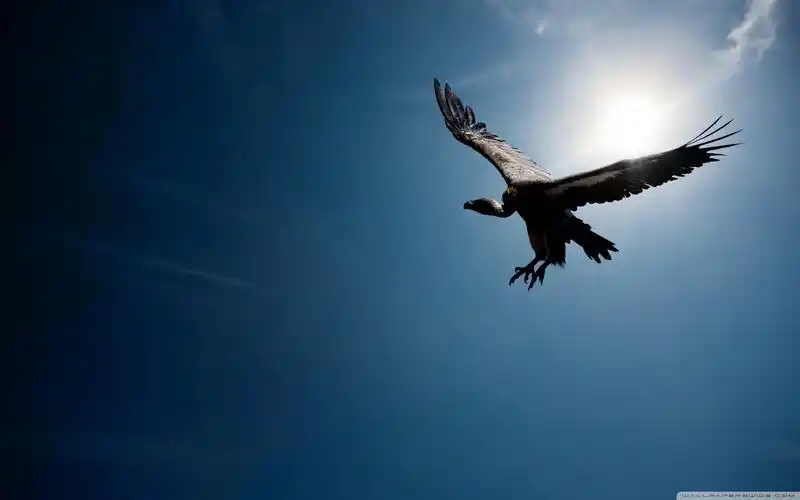 天空下的雄鹰展翅壁纸