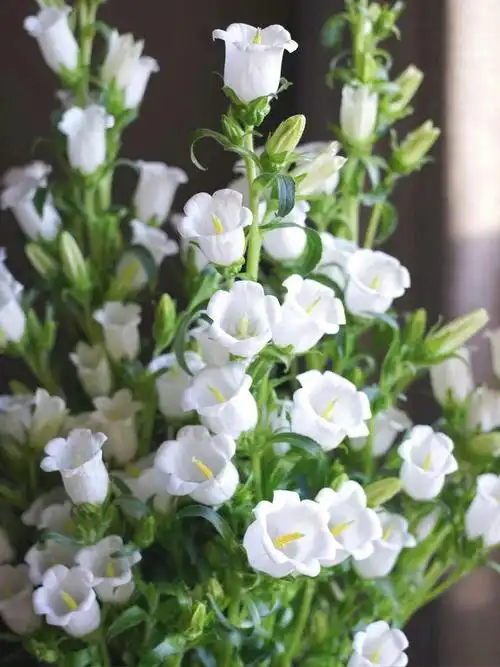 花朵钟状似风铃,花色清新温婉,明丽素雅花语:感恩,远方的祝福和牵挂