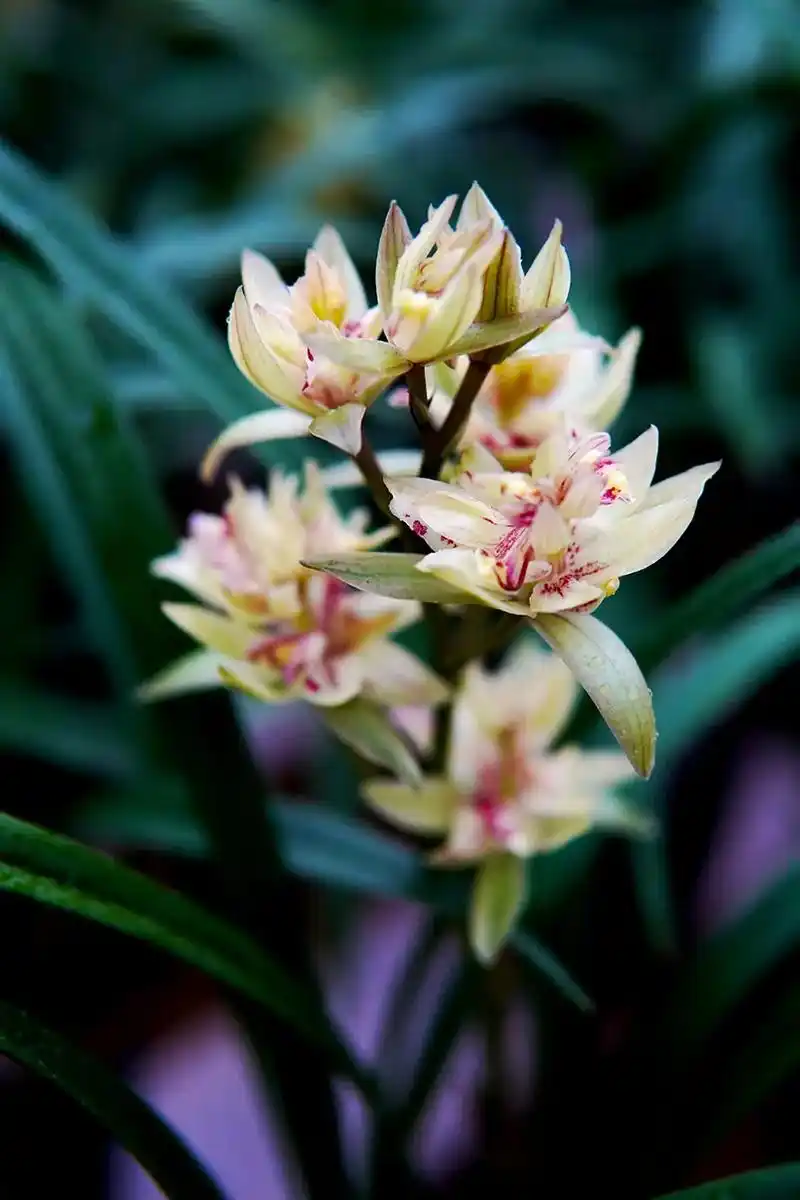 富山奇蝶兰花是建兰四季兰的一 - 抖音