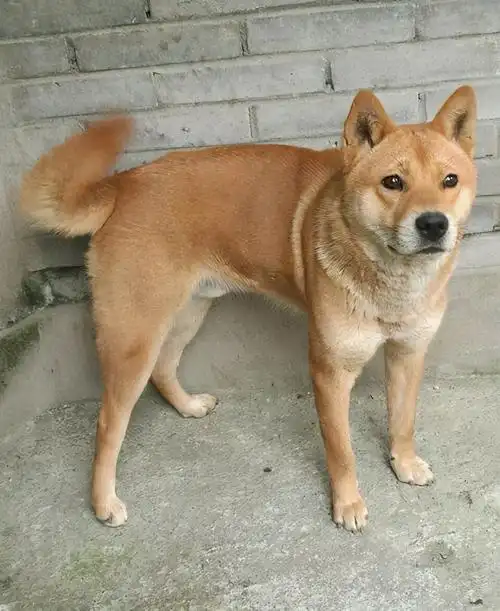 把土狗养成高级犬是怎样的体验?网友:不知道,但很开心