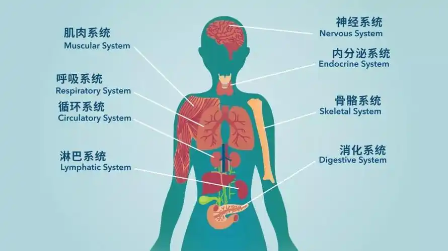 跑步很high,是因为人体内自带大麻素?