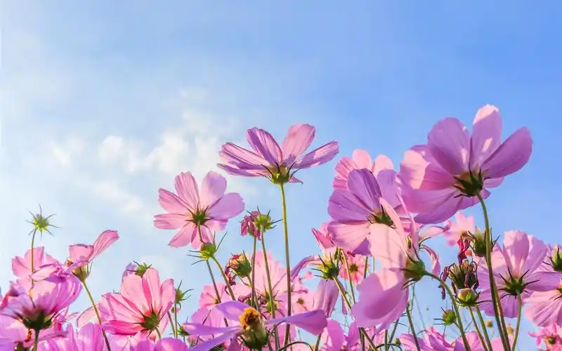 粉红色的波斯菊花,夏天,蓝色的天空 4k