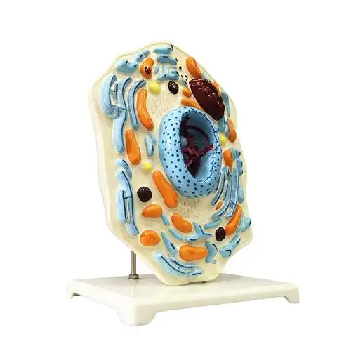 动物薄胸模型动物细胞结构显微镜下放大高尔基线粒体生物-科学试剂盒