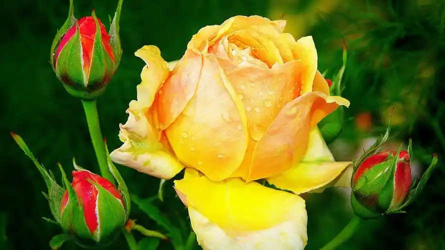 五彩缤纷!十种世界上最美的花,你见过几种?