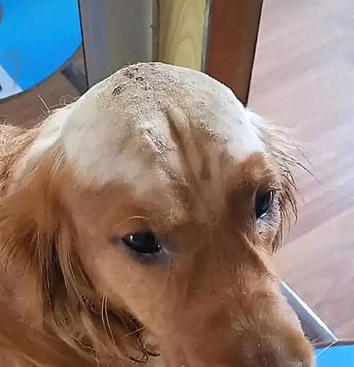 狗狗一直挠痒痒,主人忽视不管,结果秃头了,颜值受到严重影响