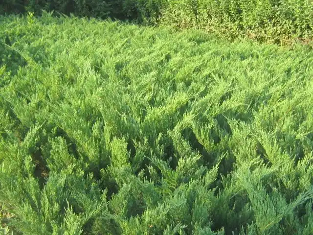 沙地柏,沙地柏小苗,定州沙地柏