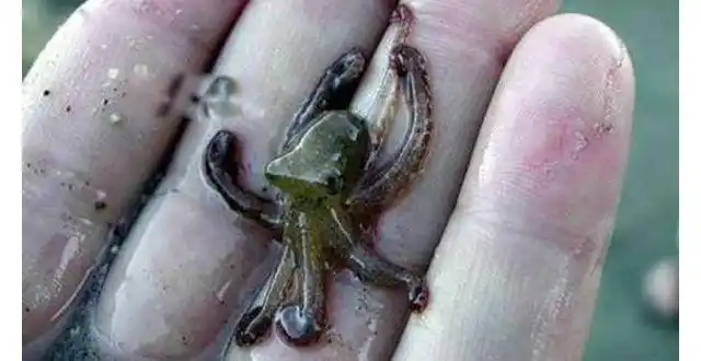 沼泽章鱼图片资料地球新物种长什么样子