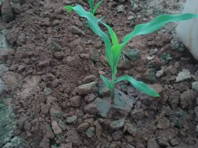 玉米生长期怎么管理