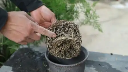 被风吹倒的文竹,看到这根系,不看不知道,一看吓一跳!